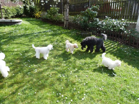 2. na návštěvě - zleva: Kačka, Monty, Ramsík, Dorotka.